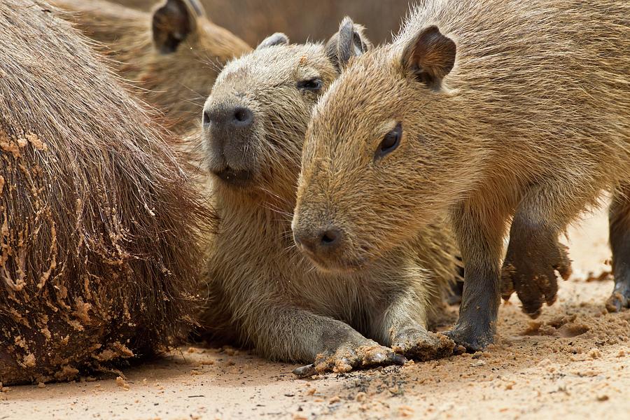 Prints of Digital illustration of Capybara (Hydrochoerus