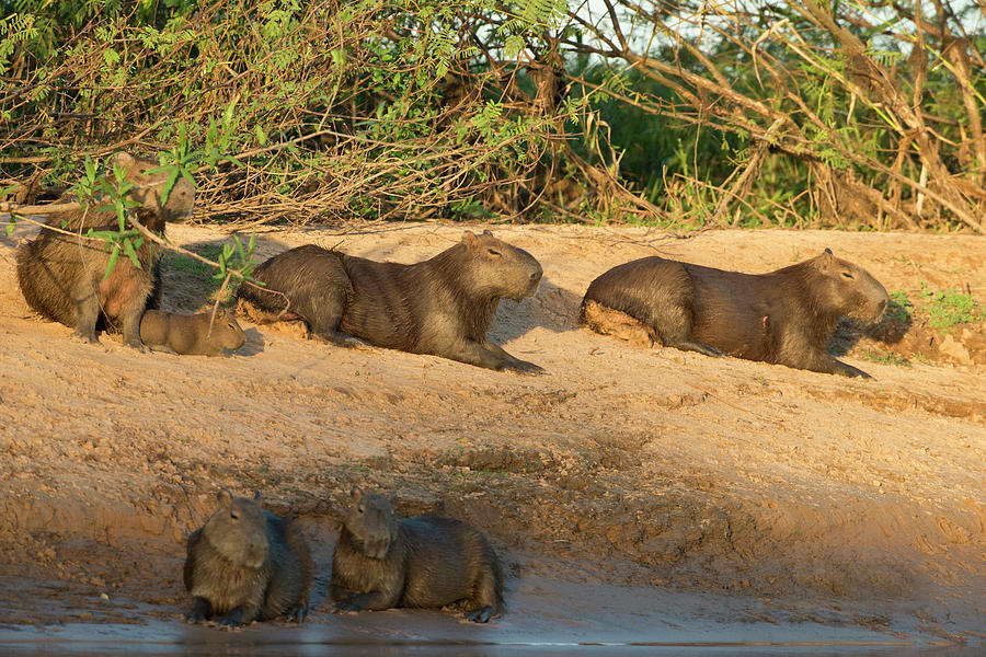 Capybara Family Resting On The Beach Photograph by Jan and Stoney Edwards -  Pixels