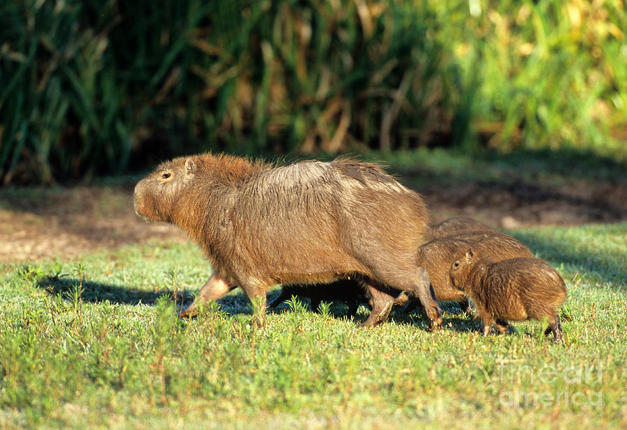 Capybara Family Photograph by William H. Mullins - Fine Art America