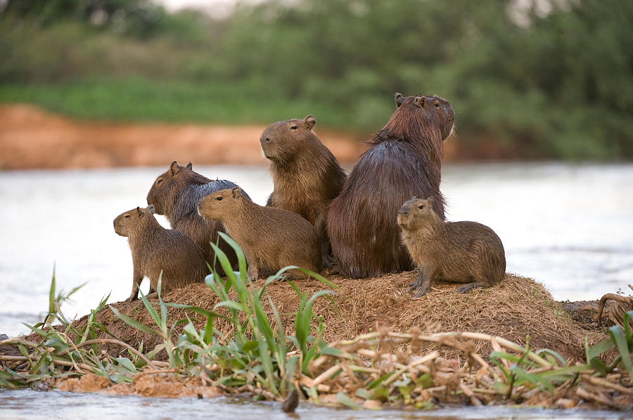 Capybara Hydrochoerus Hydrochaeris Photograph by Panoramic Images