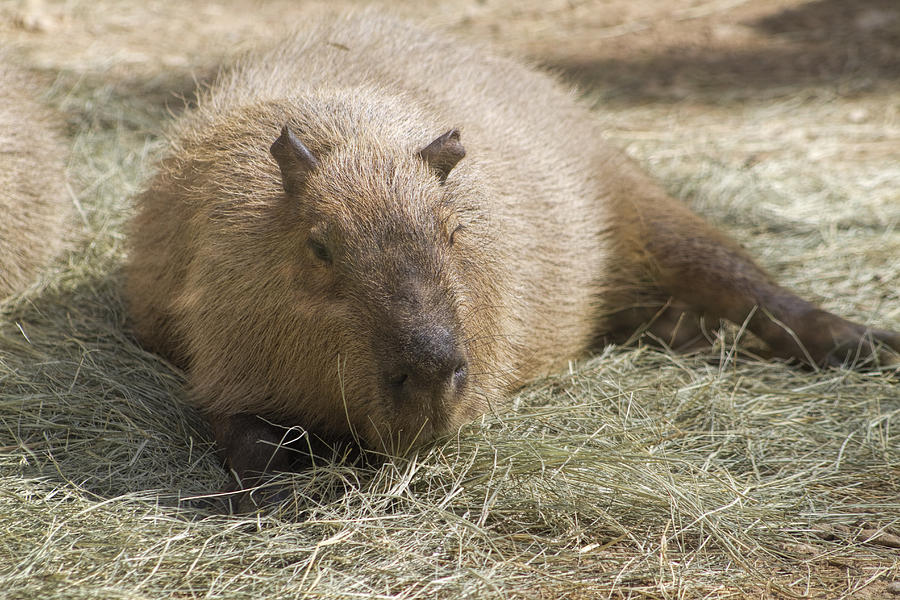 Capybara - Hydrochoeuis hydrochaeris Photograph by Kathy Clark