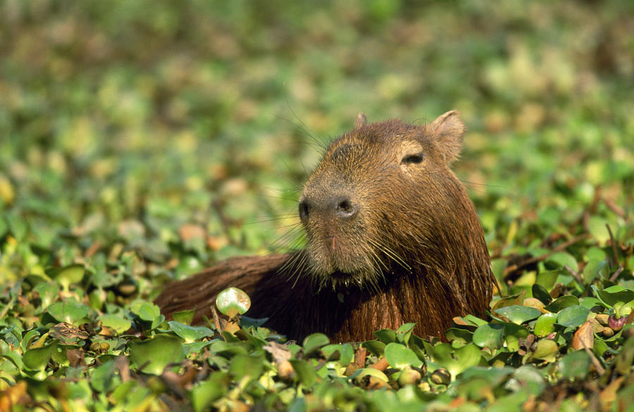 Capybara Photograph by M. Watson