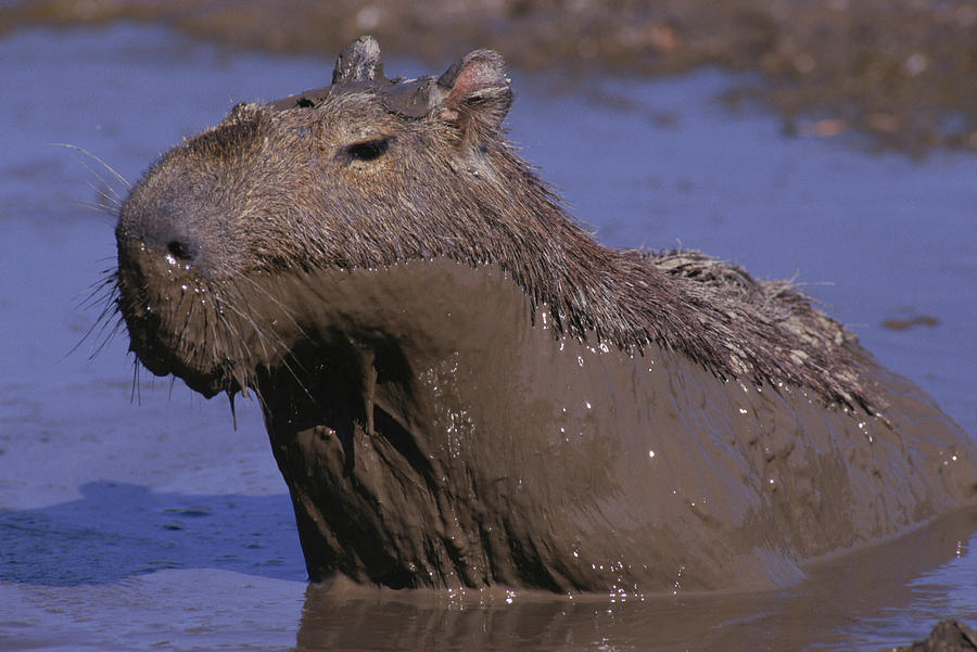 Capybara On The Llanos, Venezuela Photograph by Robert Caputo - Pixels