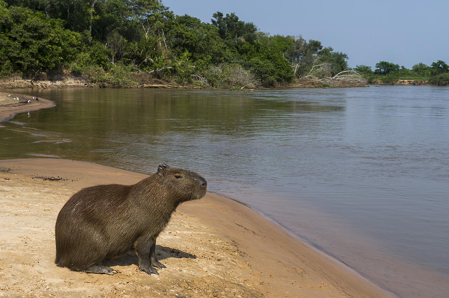 Capybara Pantanal Mato Grosso Brazil Photograph by Pete Oxford