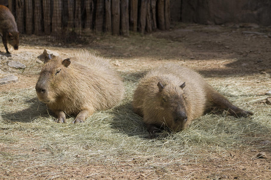 Capybara Rodents - Hydrochoeuis hydrochaeris Photograph by Kathy Clark