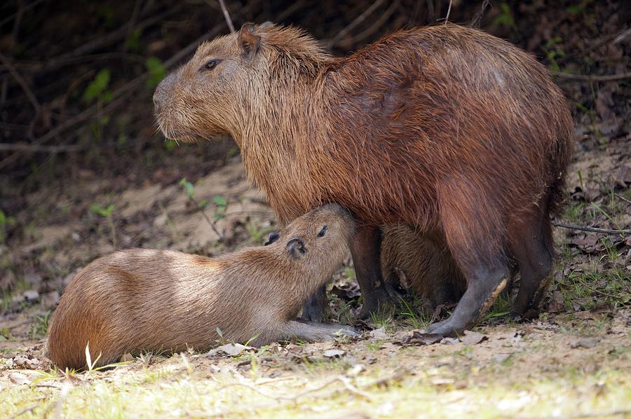 Capybara suckling by Science Photo Library