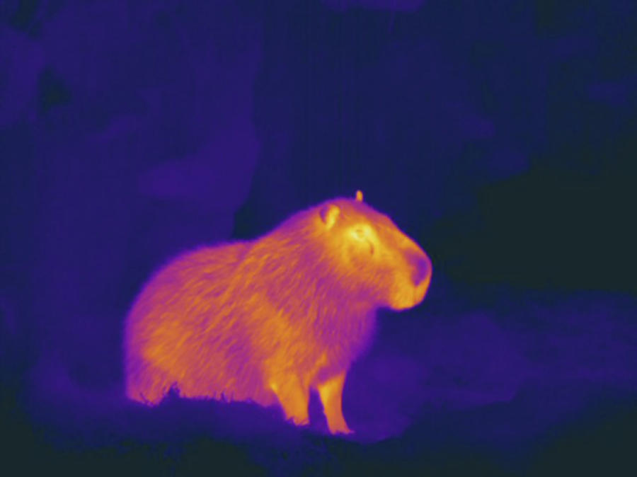 Capybara, Thermogram Photograph by Science Stock Photography