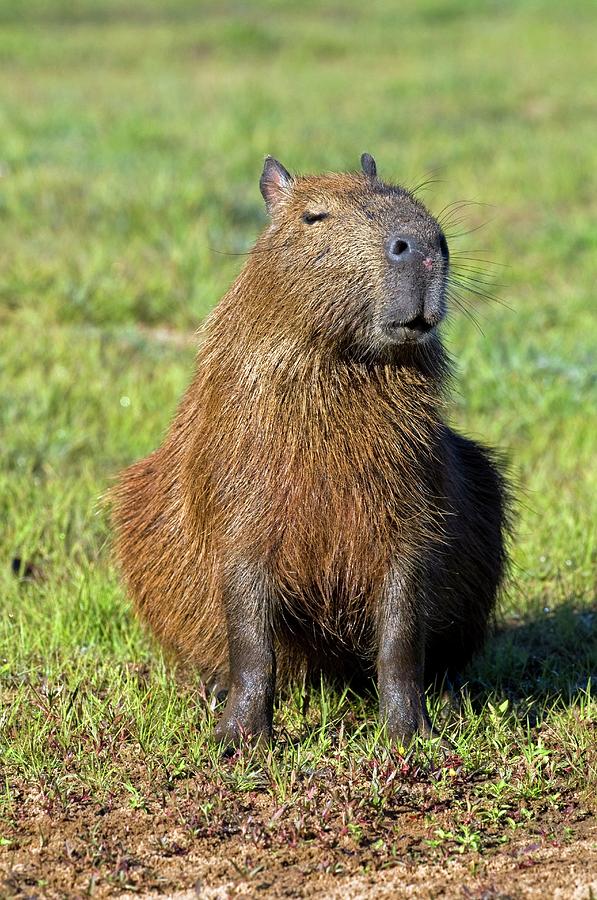 Capybara Photograph by Tony Camacho/science Photo Library