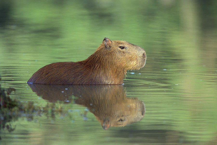 Capybara Wading Pantanal Brazil Photograph by Konrad Wothe