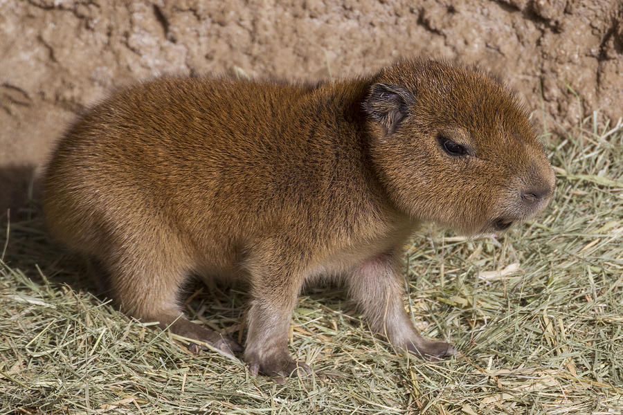 Capybara Young Photograph by San Diego Zoo