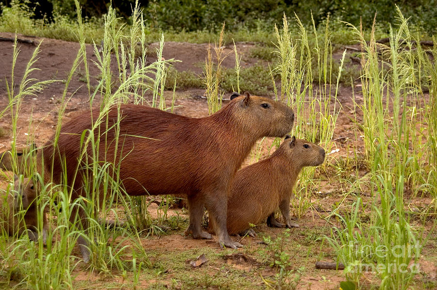 Capybaras In The Pantanal Of Brazil Photograph by Gregory G. Dimijian, M.D.