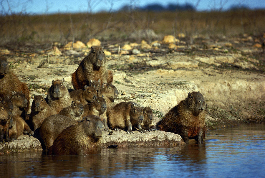 Capybaras Photograph by Jan Lindblad