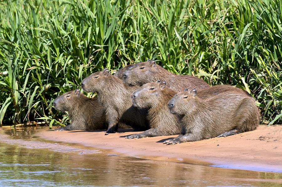 river safari capybara