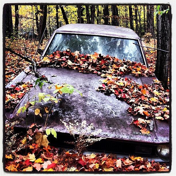 Car Photograph - #car #abandoned #leaves #forest #found by Krista Duke