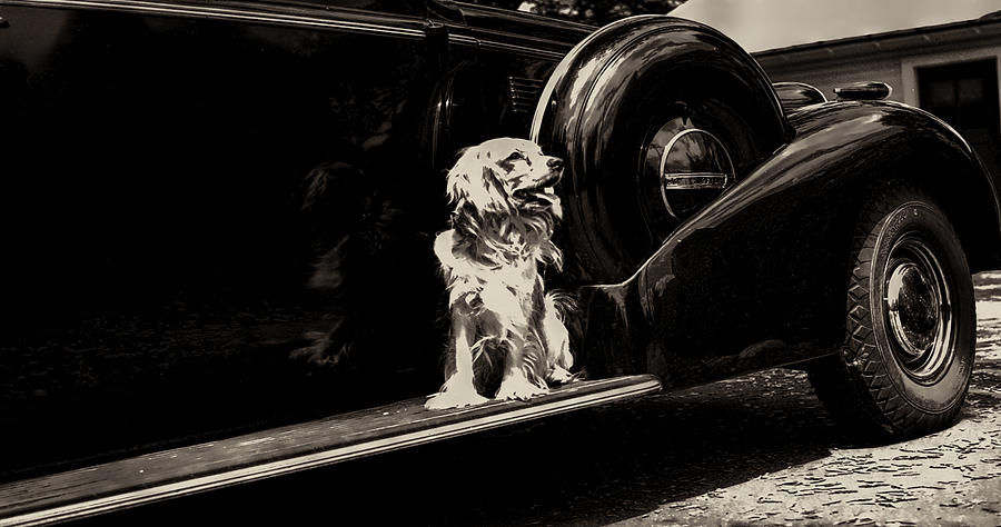 Car and Dog Photograph by Cathy Anderson