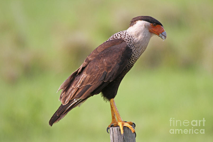 Cara Cara Photograph by Chuck Hanlon - Fine Art America