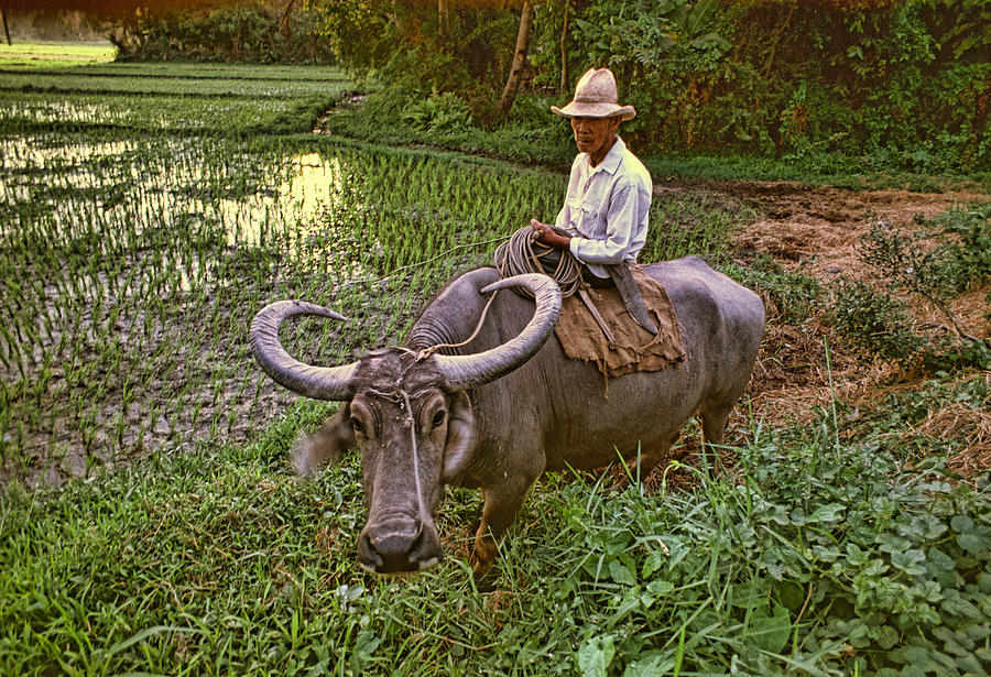 Carabao Photograph by Dennis Brockschmidt - Pixels