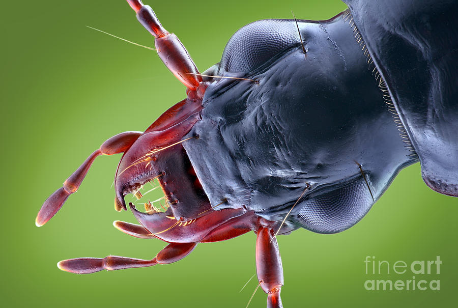 Animal Photograph - Carabid Beetle Head by Matthias Lenke