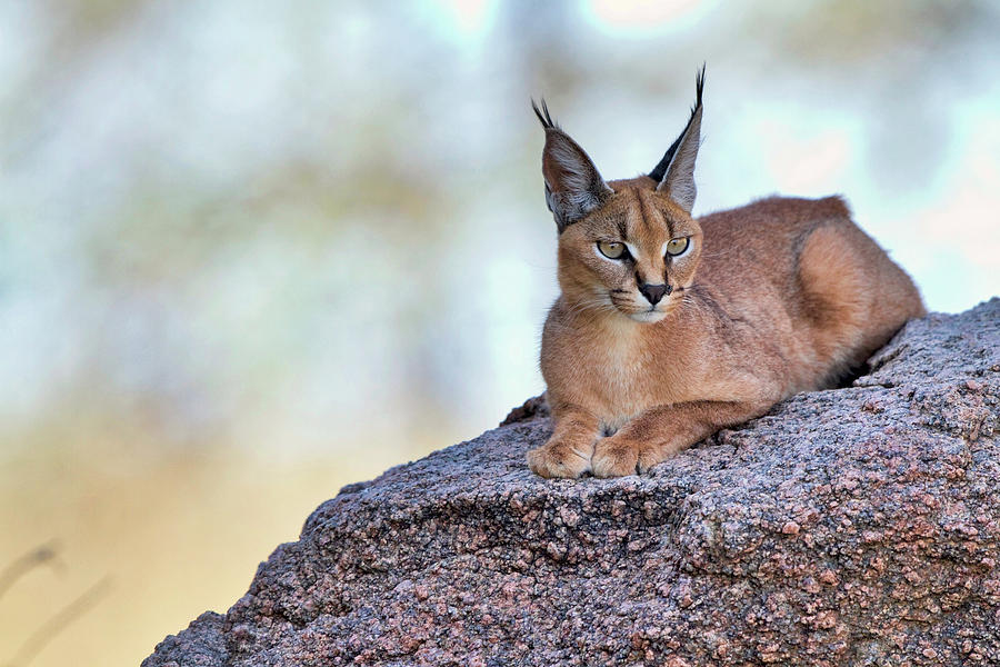 Wildlife Photograph - Caracal by Alessandro Catta