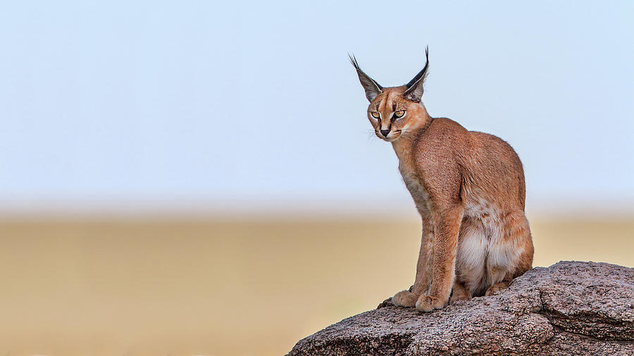 Caracal On Mars Photograph by Alessandro Catta