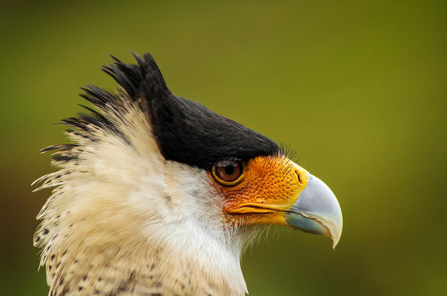 Nature Photograph - Caracara Bird Face by Jess Kraft