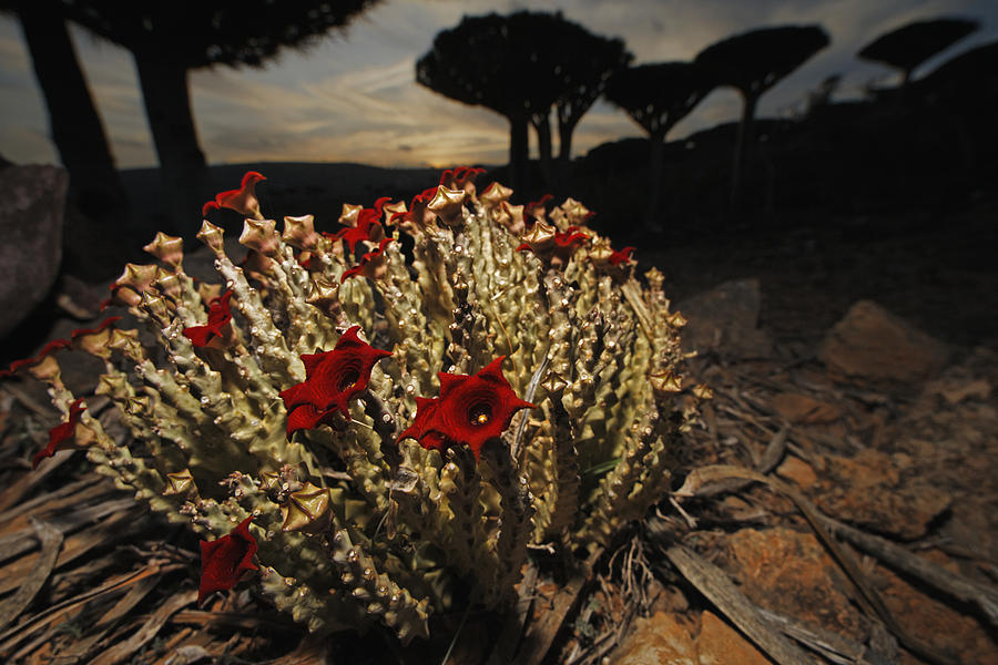 Caralluma Flowers And  Dragon-blood Photograph by Mark Moffett