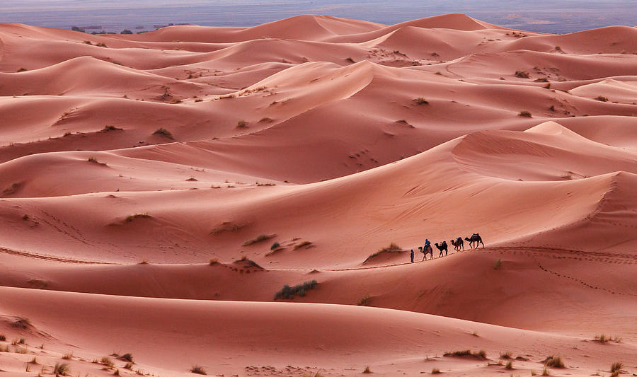 Nature Photograph - Caravan in Sahara desert Morocco by Dan Mirica