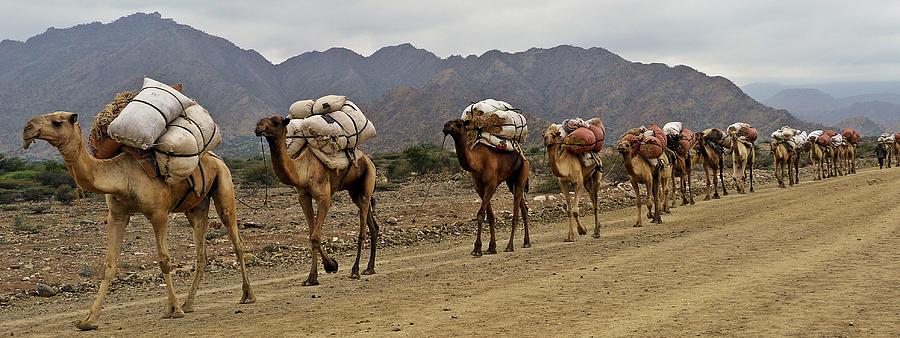 Camel Photograph - Caravan in the desert by Liudmila Di