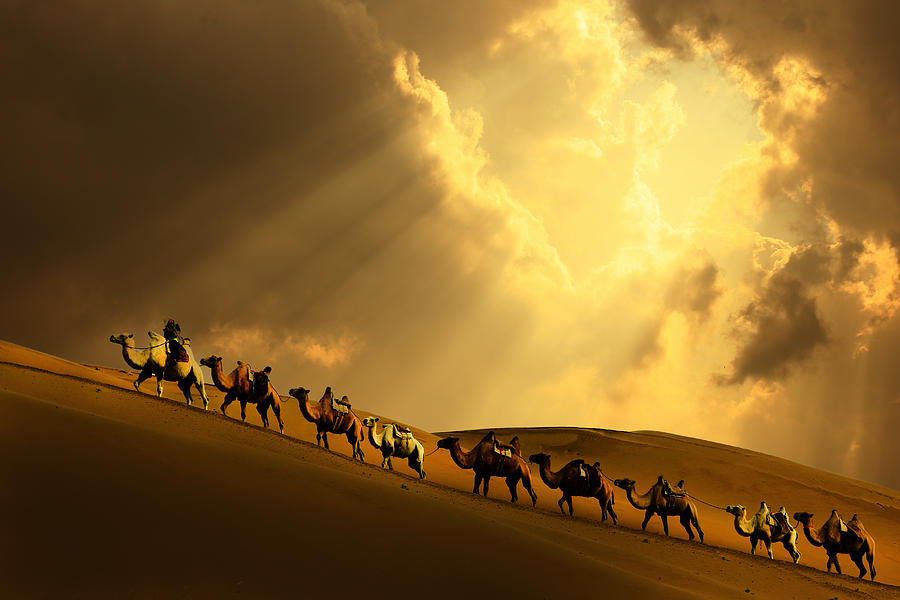 Caravan in the desert Photograph by Mantaphoto