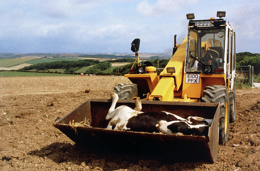 Carcass Of A Bse-infected Cow In Jcb Bucket Photograph by Sinclair Stammers/science Photo Library