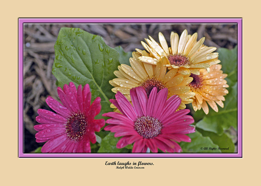 Greeting Cards Photograph - Card 0019 by Helen Ellis Greeting Cards Photograph - Card 0019 by Helen Ellis