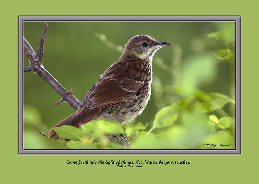 Greeting Cards Photograph - Card 0020 by Helen Ellis Greeting Cards Photograph - Card 0020 by Helen Ellis