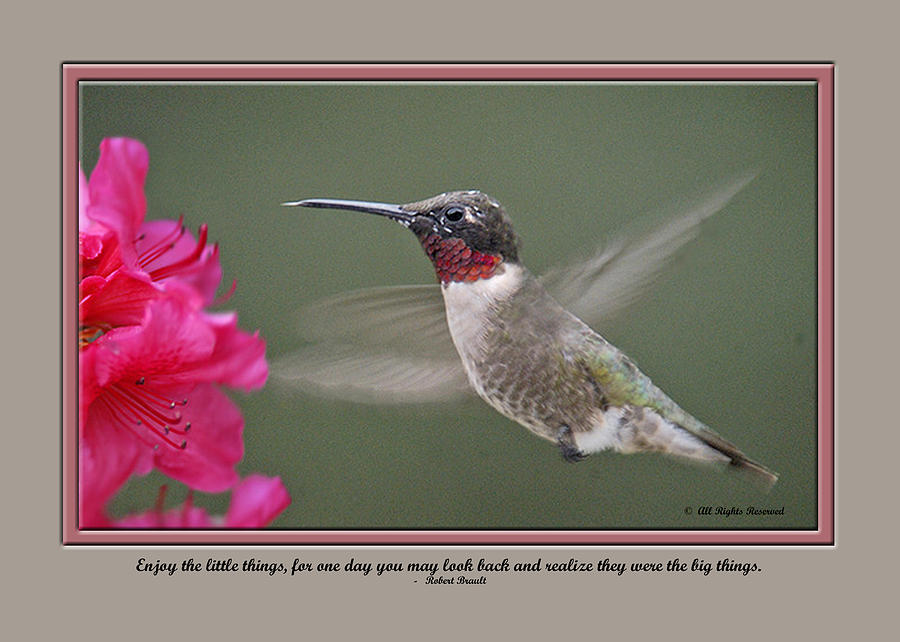 Bird Photograph - Card  0031 by Helen Ellis