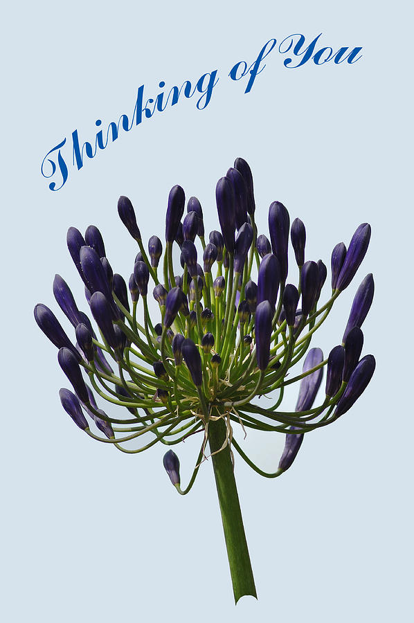Card - African Lily Photograph by Rod Johnson