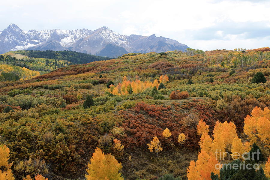 Fall Photograph - Card from Colorado by Fred Sheridan