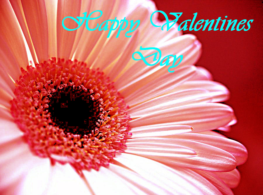 Card Valentines Day Photograph by Bob Johnson