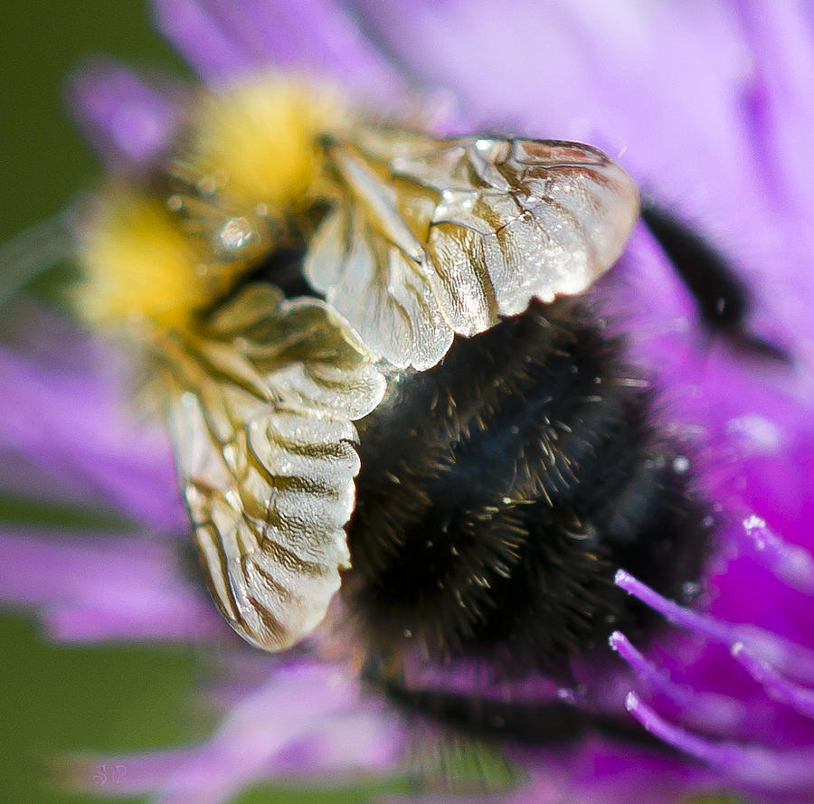 Nature Photograph - The Wings Of A Carder Bee by Steven Poulton