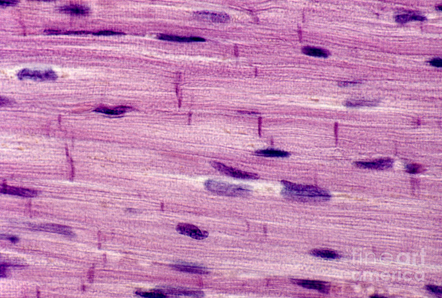 Cardiac Muscle Photograph by Biology Pics