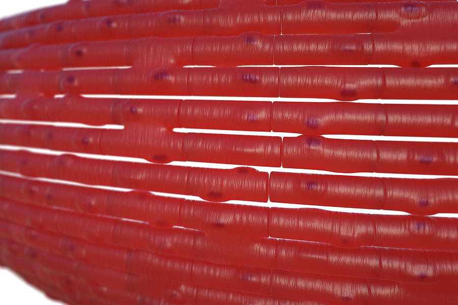 Cardiac Muscle Fibres Photograph by Roger Harris/science Photo Library