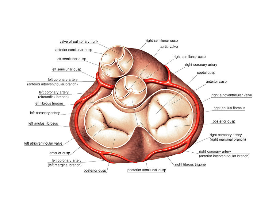 heart anatomy valves