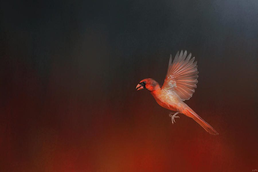 Cardinal Photograph - Cardinal 1 - I Wish I Could Fly Series by Jai Johnson