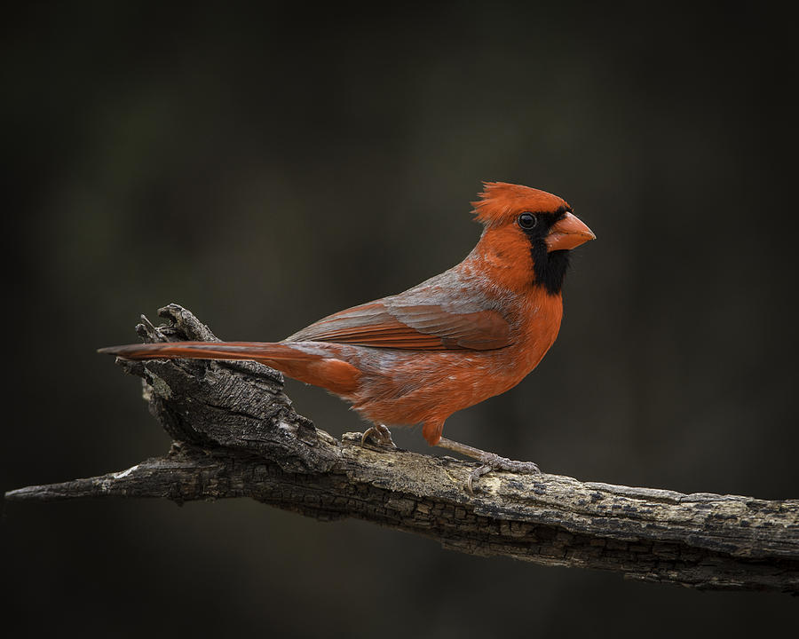 Cardinal 2011-1 Photograph by Donald Brown