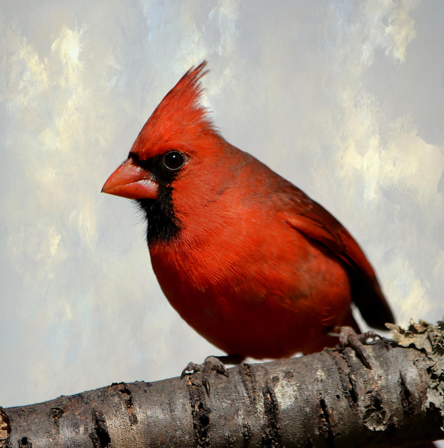 Cardinal 3 Photograph by Deena Stoddard