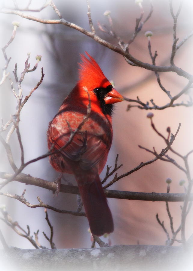 Cardinal Photograph - Cardinal - 3686-032 by Travis Truelove
