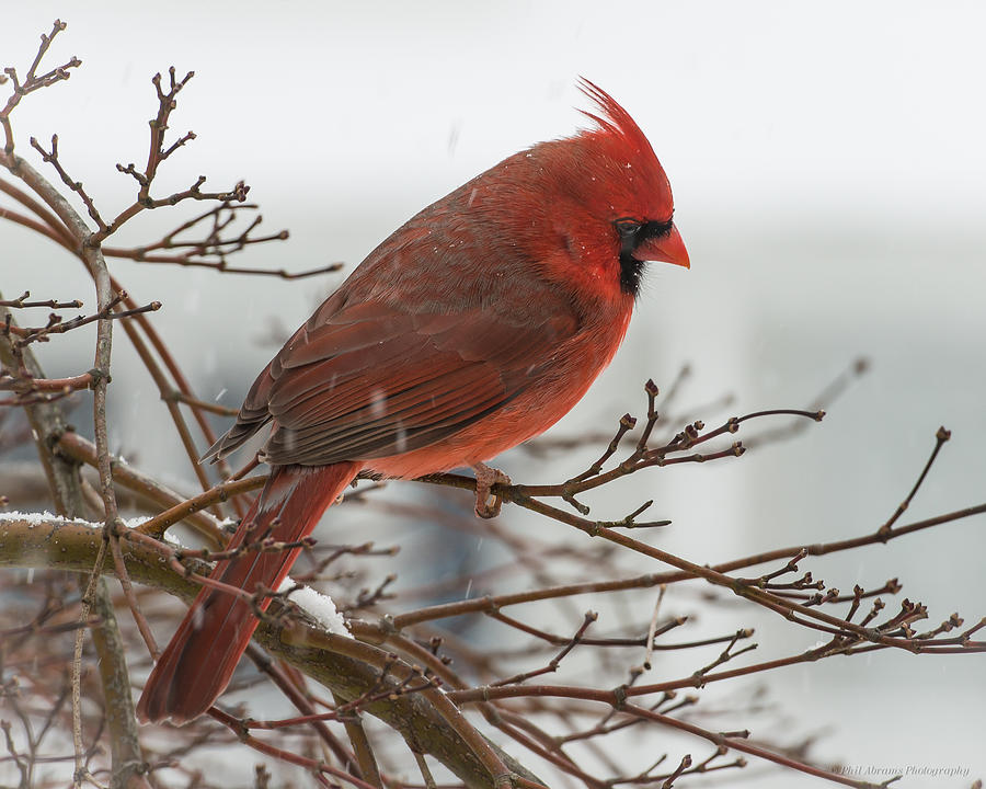 Cardinal #7 Photograph by Phil Abrams