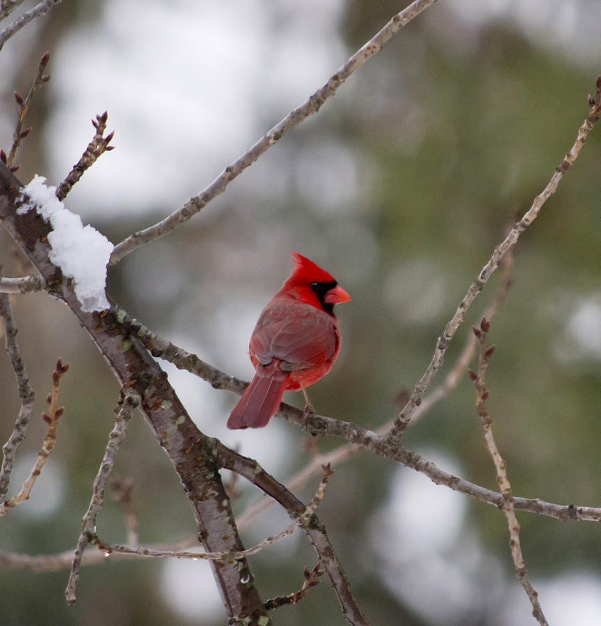 Cardinal Photograph - Cardinal - A Winter Bird by Jatin Thakkar