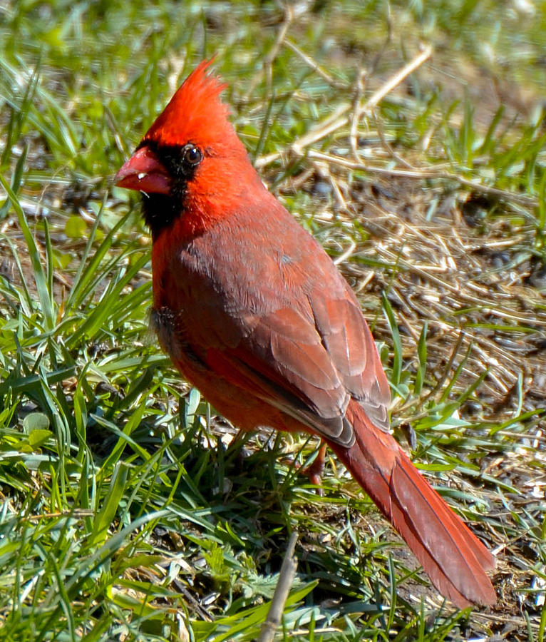 Cardinal photograph by amy porter pixels