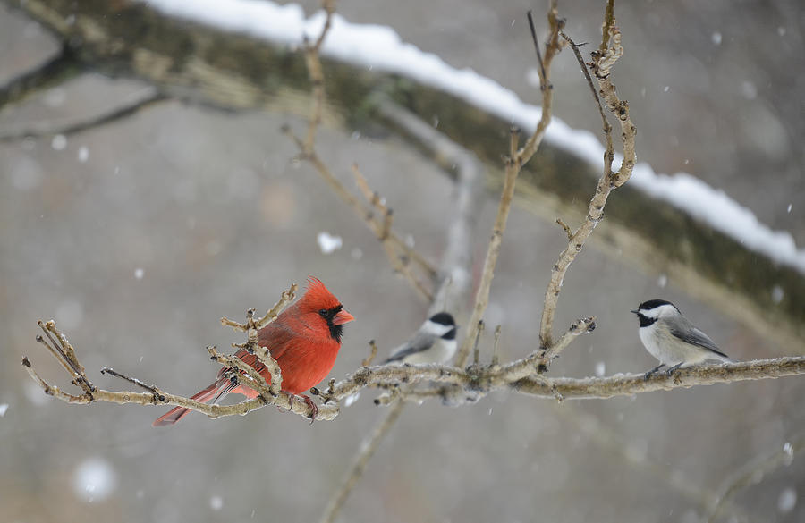 Cardinal and 2 Chickadees Photograph by Mark Kantner - Pixels