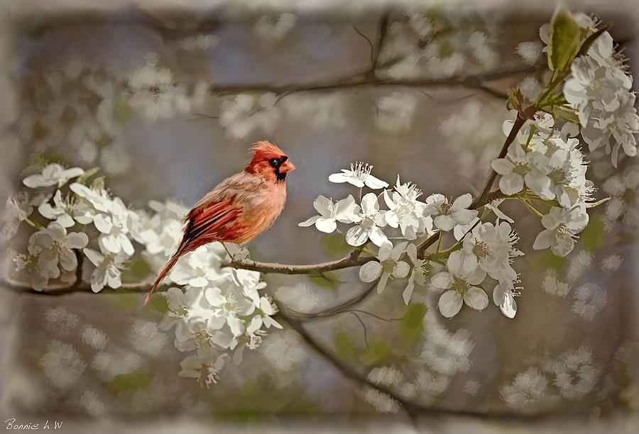 Cardinal and Blossoms Photograph by Bonnie Willis