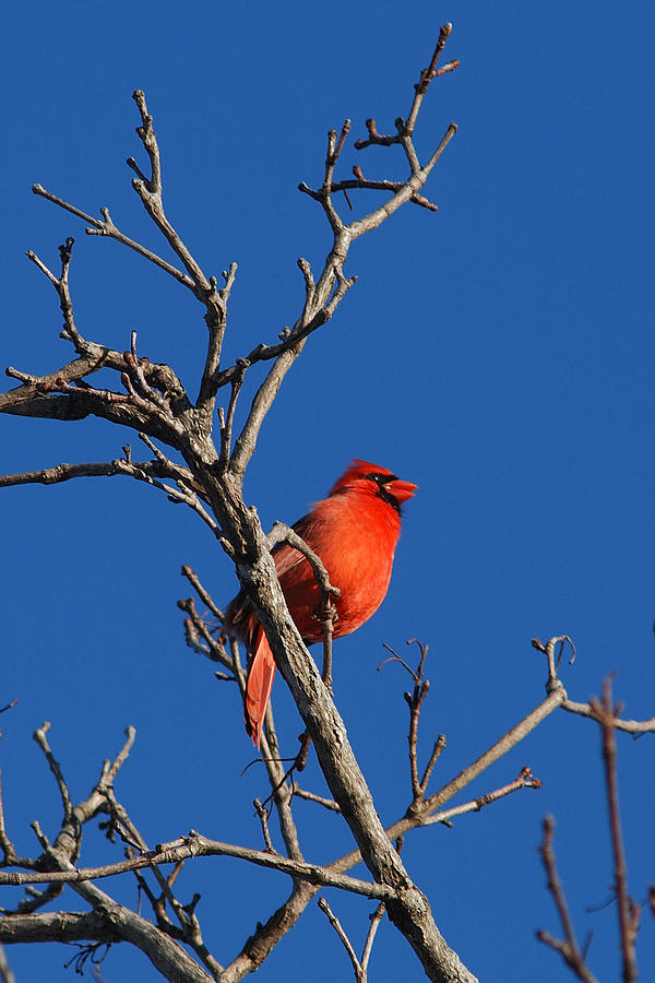 CARDINAL and BLUE Photograph by Janice Adomeit